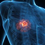 3D illustration of a human chest highlighting internal structures
